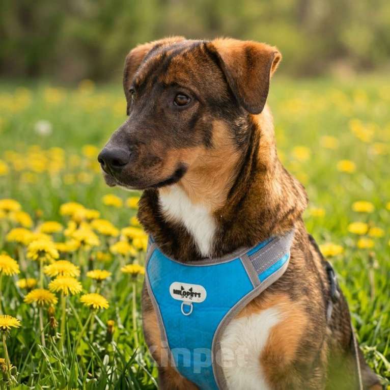 Собаки в Москве: щенок Боб в добрые руки Мальчик, Бесплатно - фото 7