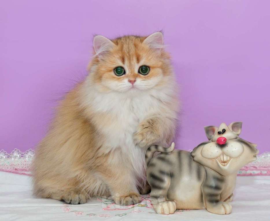 Кошки в Рыбинске: Буковка Девочка, 30 000 руб. - фото 3