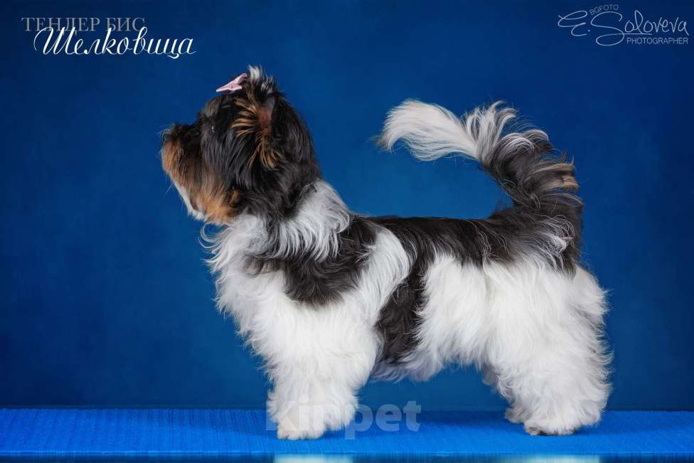 Собаки в Санкт-Петербурге: Бивер терьер Девочка, 80 000 руб. - фото 4