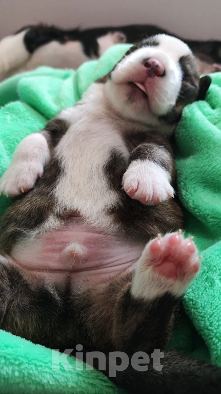 Собаки в других городах Красноярского края: Щенки вельш корги кардиган Мальчик, 60 000 руб. - фото 2