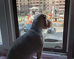 Собаки в Тюмени: Потерялся Бася Мальчик, 1 000 руб. - фото 3