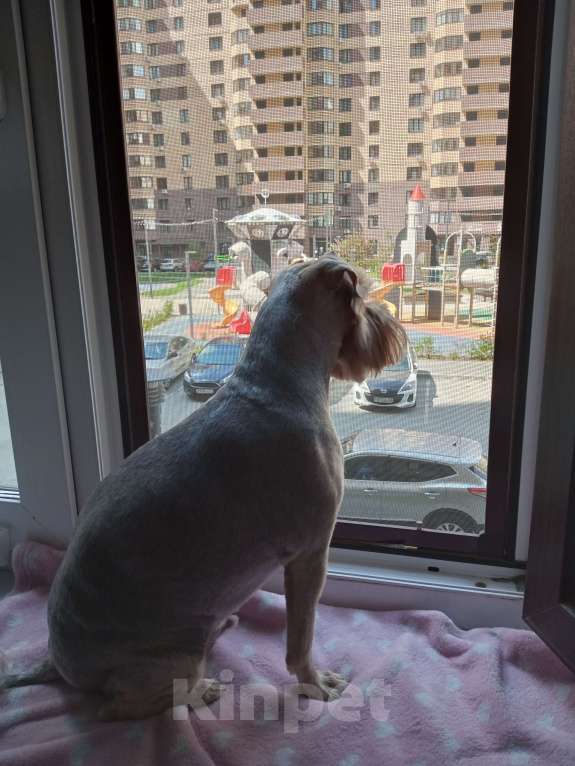 Собаки в Тюмени: Потерялся Бася Мальчик, 1 000 руб. - фото 3