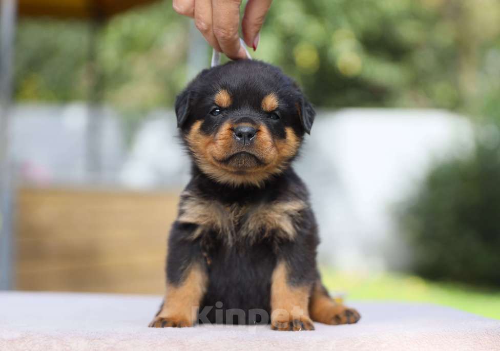 Собаки в Рязани: Щенки ротвейлера  Девочка, 50 000 руб. - фото 5