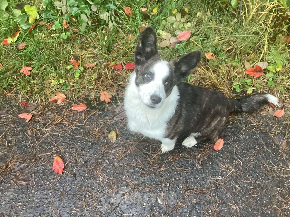 Собаки в других городах Московской области: Найдена собака Девочка, Бесплатно - фото 2