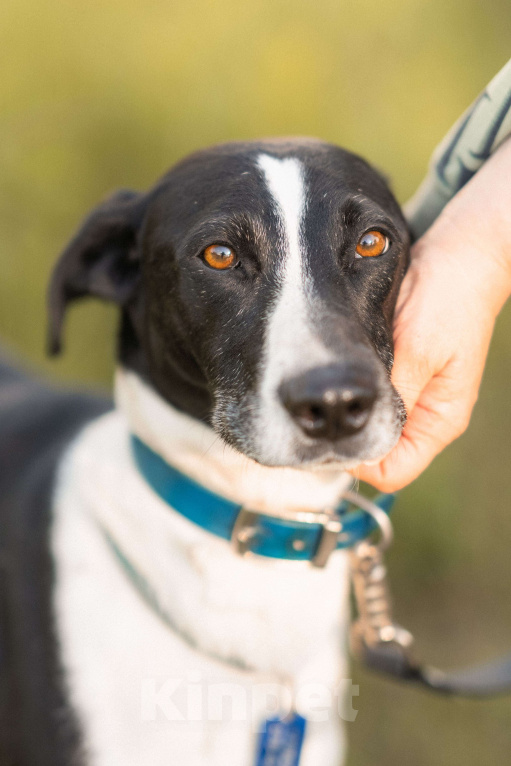 Собаки в Балашихе: Тихону нужен не просто дом, а новая история. Мальчик, Бесплатно - фото 4