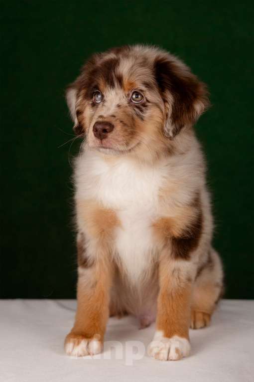 Собаки в Нижнем Новгороде: Щенки Миниатюрной Американской овчарки Разнополые, Бесплатно - фото 2