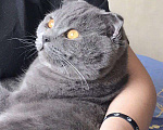 Кошки в Видном: Вязка шотландский вислоухий кот, 2 000 руб. - фото 1