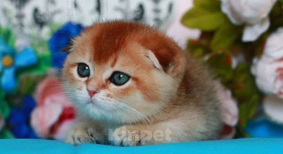 Кошки в Москве: Золотая шиншилла с документами  Девочка, 40 000 руб. - фото 9