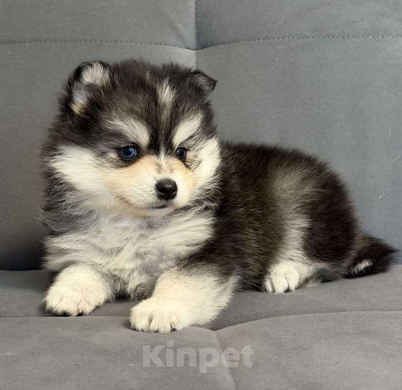 Собаки в Санкт-Петербурге: Девочка помски Девочка, 80 000 руб. - фото 3