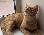 Кошки в Одинцово: Рыжий котенок в добрые руки Мальчик, Бесплатно - фото 1