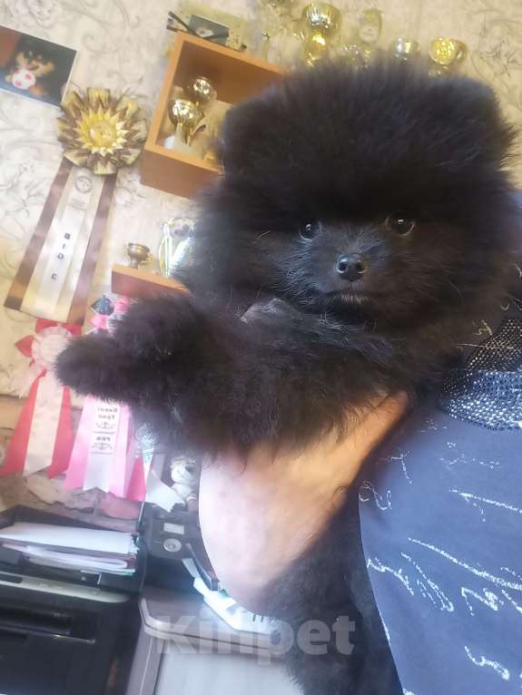 Собаки в Екатеринбурге: Бонус Стиль Черная Багира Девочка, Бесплатно - фото 2