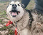 Собаки в других городах Московской области: Норд якутенок в добрые руки Мальчик, Бесплатно - фото 3
