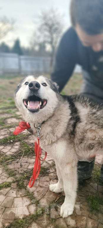 Собаки в других городах Московской области: Норд якутенок в добрые руки Мальчик, Бесплатно - фото 3