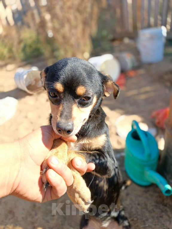 Собаки в Москве: Маленькая собачка в добрые руки Девочка, Бесплатно - фото 2