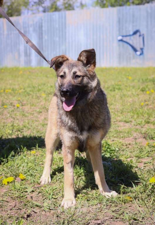 Собаки в Подольске: Молли нужен дом  Девочка, Бесплатно - фото 3