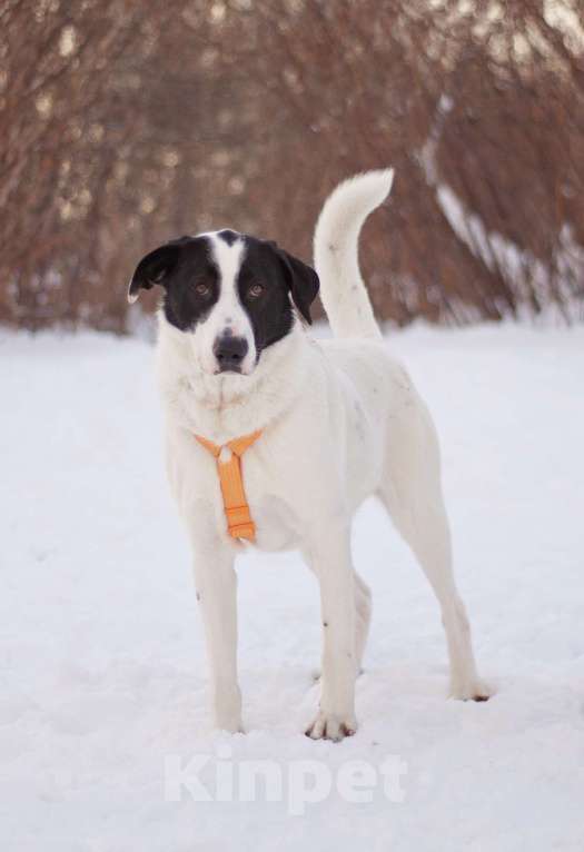 Собаки в Москве: Позитивный и общительный Макс в добрые руки Мальчик, Бесплатно - фото 4