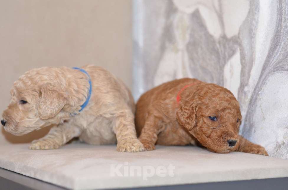 Собаки в Москве: Щенки королевского пуделя Девочка, 65 000 руб. - фото 8