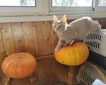 Кошки в Долгопрудном: Кремовый котенок мейн-кун Мальчик, 45 000 руб. - фото 1