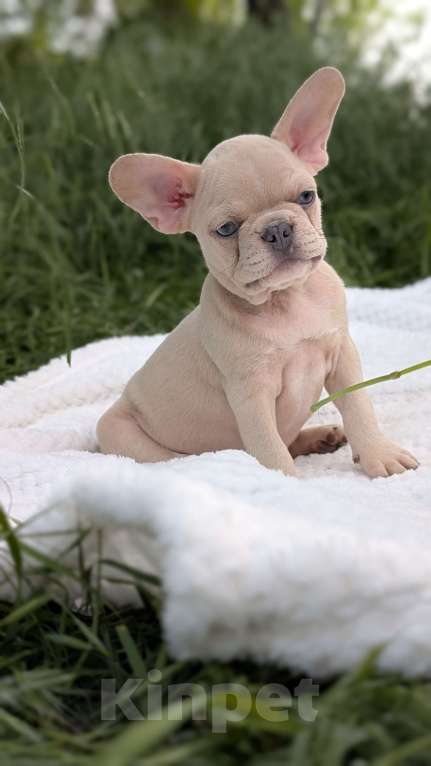 Собаки в других городах Крыма: Французская красотка Девочка, 100 000 руб. - фото 7