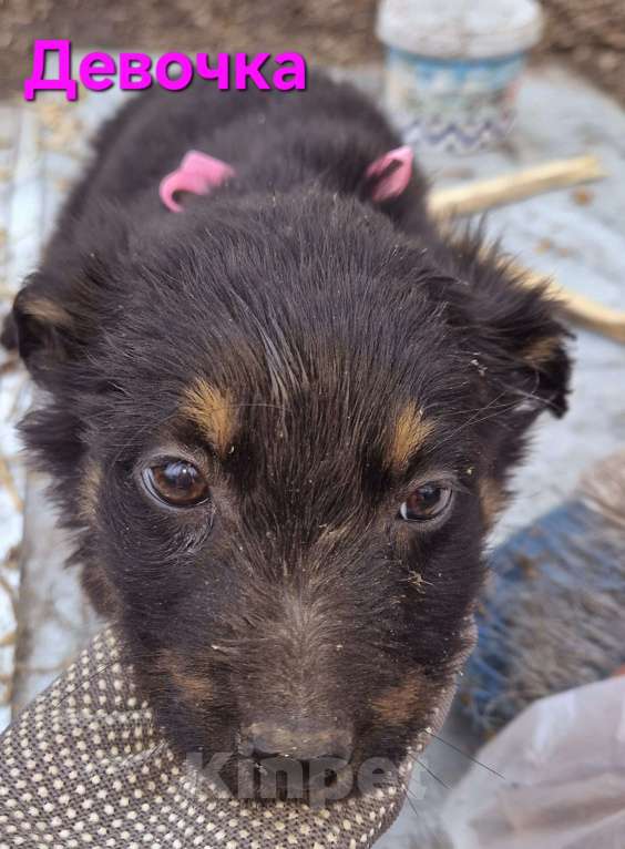 Собаки в Ессентуках: Девочка-крошка еще одна Девочка, Бесплатно - фото 1