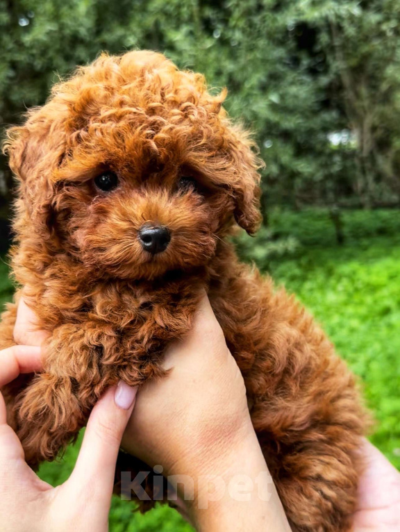 Собаки в Калининграде: Тикап тедди пудель Китай Девочка, 200 000 руб. - фото 3