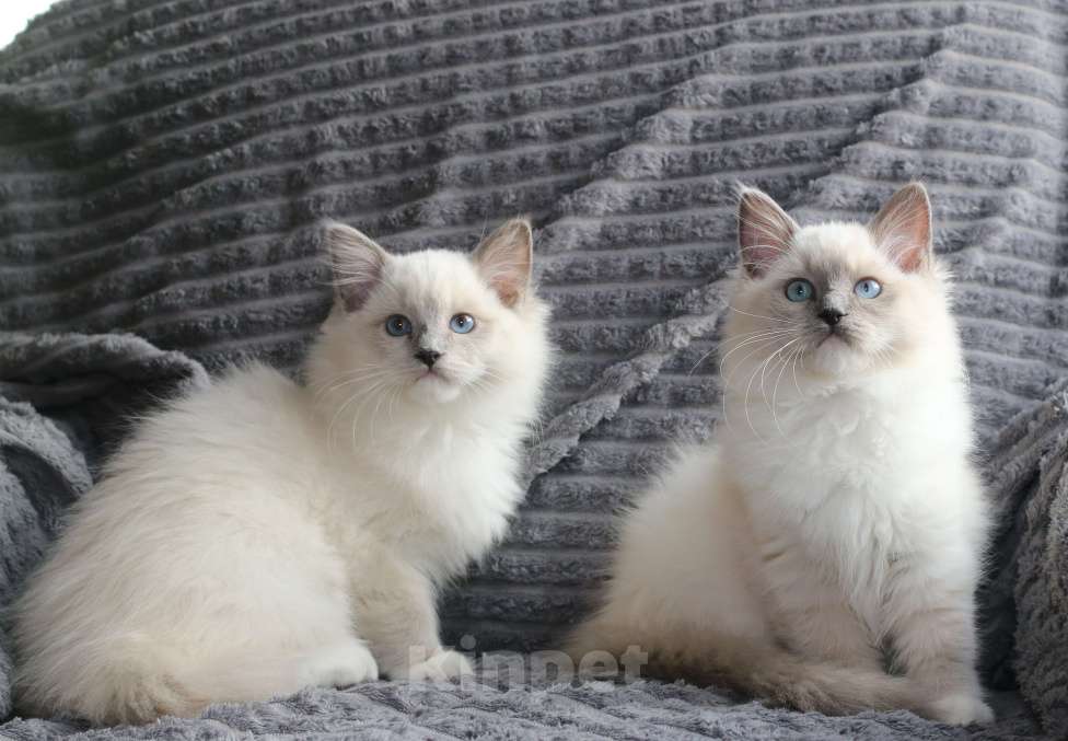 Кошки в Санкт-Петербурге: Рэгдолл Девочка, 40 000 руб. - фото 2