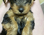 Собаки в Набережных Челнах: Девочка 2 месяца Девочка, 16 000 руб. - фото 2