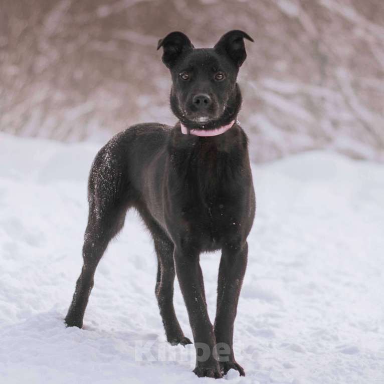 Собаки в Москве: Тата Девочка, Бесплатно - фото 2
