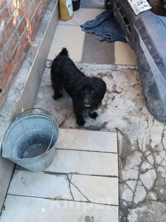 Собаки в Ростове-на-Дону: Нашёл собачку  Девочка, Бесплатно - фото 8