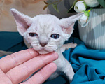 Кошки в Горячем Ключе: Котенок Девон рекс мальчик с голубыми глазами Мальчик, 60 000 руб. - фото 3