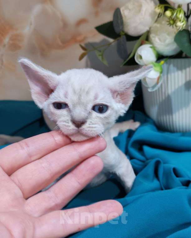 Кошки в Горячем Ключе: Котенок Девон рекс мальчик с голубыми глазами Мальчик, 60 000 руб. - фото 3