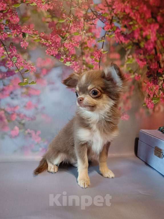 Собаки в Москве: Лиловый Мишутка Мальчик, 65 000 руб. - фото 2