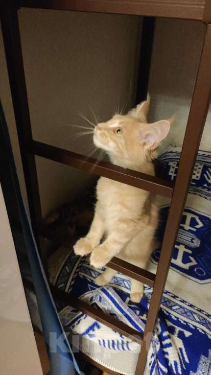 Кошки в Санкт-Петербурге: Котята мейн-кун Мальчик, 49 000 руб. - фото 6