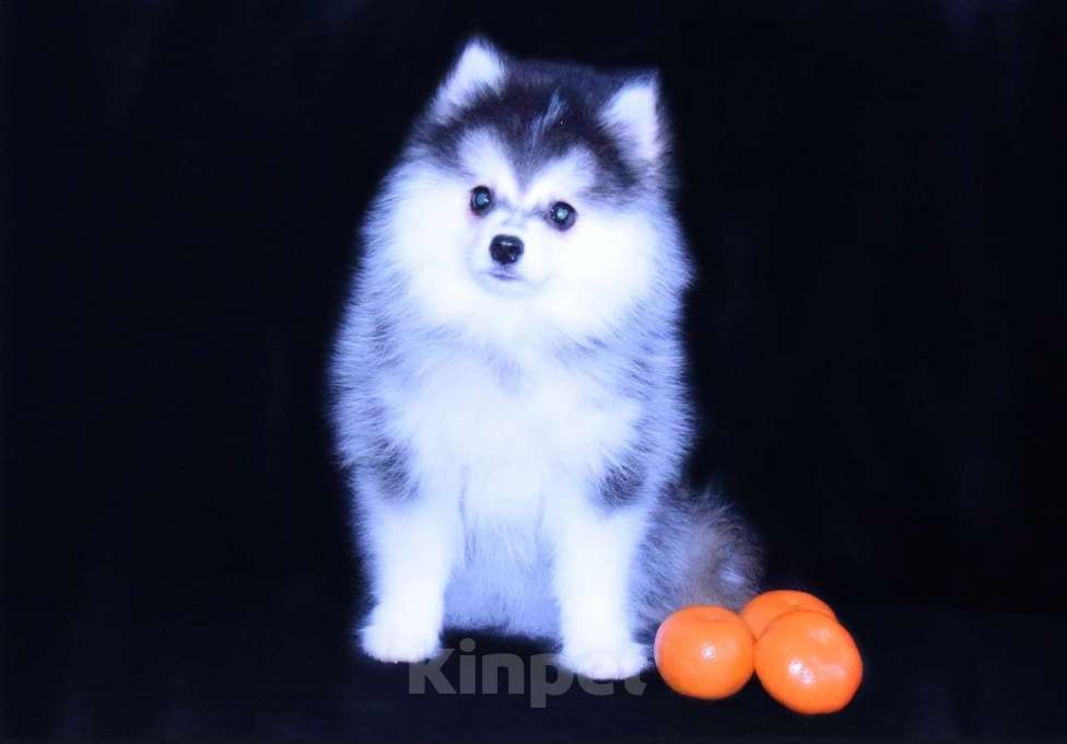 Собаки в Краснодаре: Девочка Помски Девочка, 200 000 руб. - фото 5