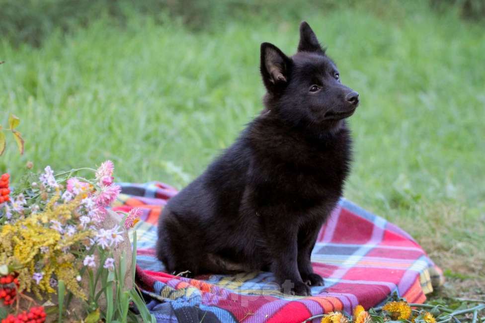 Собаки в других городах Московской области: красивый и перспективный Мальчик, 80 000 руб. - фото 4