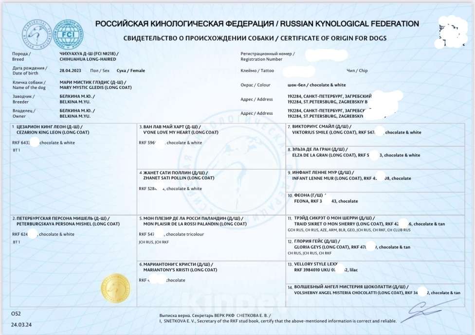 Собаки в Санкт-Петербурге: Илья короткошерстный чихуахуа шоколадного окраса Мальчик, 80 000 руб. - фото 8