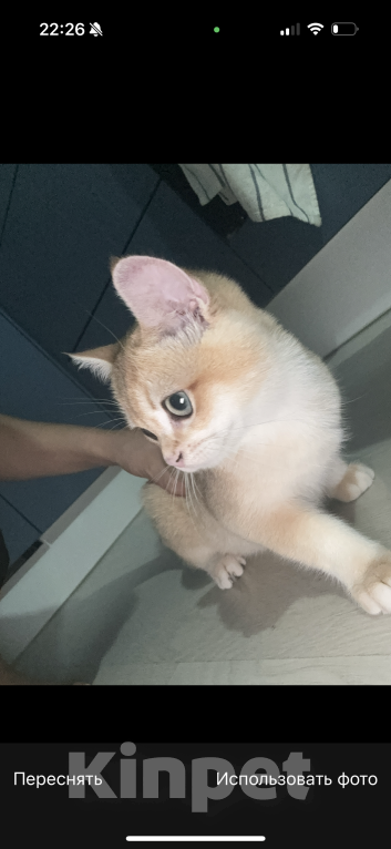 Кошки в Балашихе: Братанский короткошерстный котенок  Мальчик, 13 000 руб. - фото 2