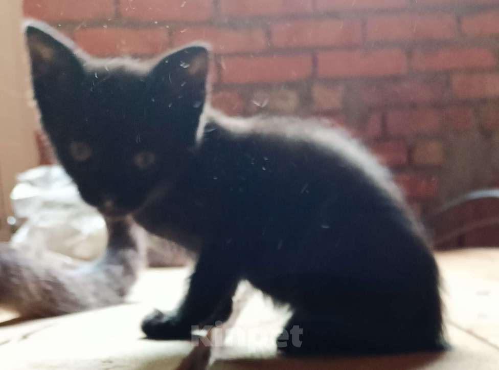 Кошки в Краснодаре: Черный котенок Мальчик, Бесплатно - фото 3