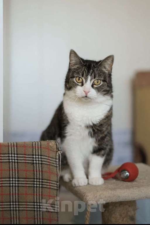 Кошки в Санкт-Петербурге: Шарлотта из приюта Девочка, Бесплатно - фото 6