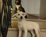Собаки в Москве: Два малыша- мальчик и девочка ищут дом! Мальчик, Бесплатно - фото 4