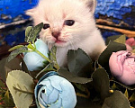 Кошки в Краснодаре: Невский мальчик Мальчик, 40 000 руб. - фото 6