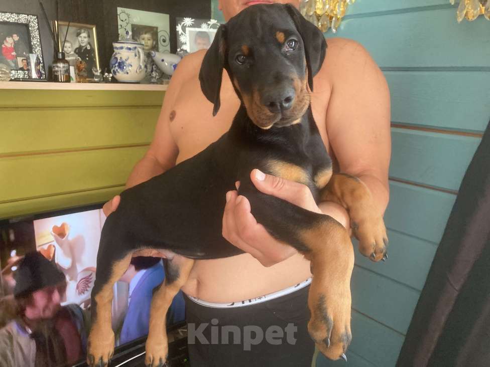 Собаки в Москве: Щенки Добермана  Девочка, Бесплатно - фото 4