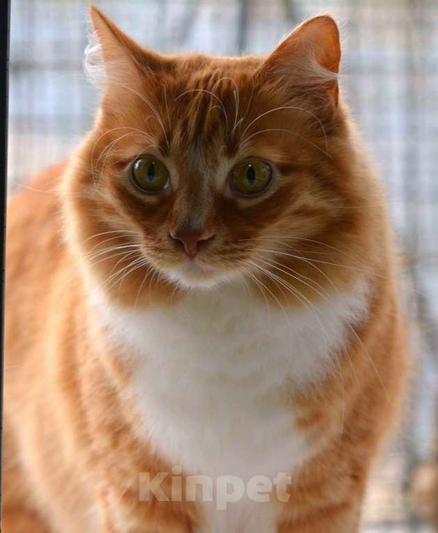 Кошки в Воронеже: Котик Принц ищет дом Мальчик, Бесплатно - фото 2