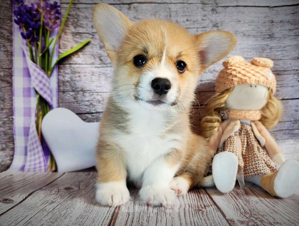 Собаки в Москве: Мальчик Джеймс Бонд Мальчик, 45 000 руб. - фото 5