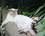 Кошки в Краснодаре: Кот для вязки, 700 руб. - фото 2