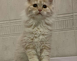 Кошки в Бикине: Котята мейн кун, 30 000 руб. - фото 3