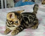 Кошки в Москве: Бенгальские котята Мальчик, 25 000 руб. - фото 5