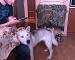 Собаки в Москве: Метис хаски и акиты Курт в дар Мальчик, Бесплатно - фото 3