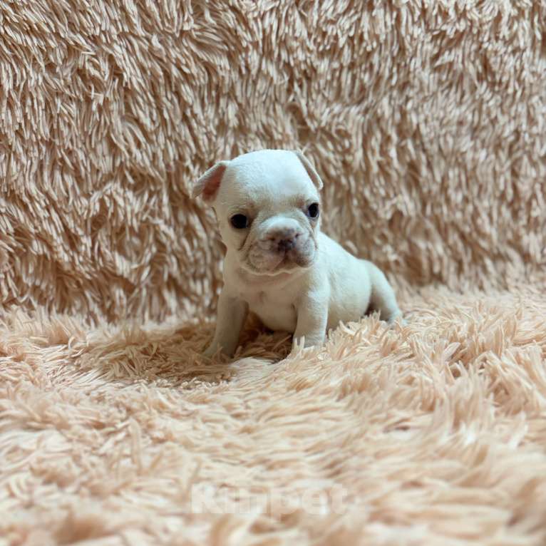 Собаки в Туле: Французский бульдог Мальчик, 25 000 руб. - фото 2