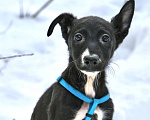 Собаки в Чехове: Чудесная Рада в добрые руки Девочка, Бесплатно - фото 2